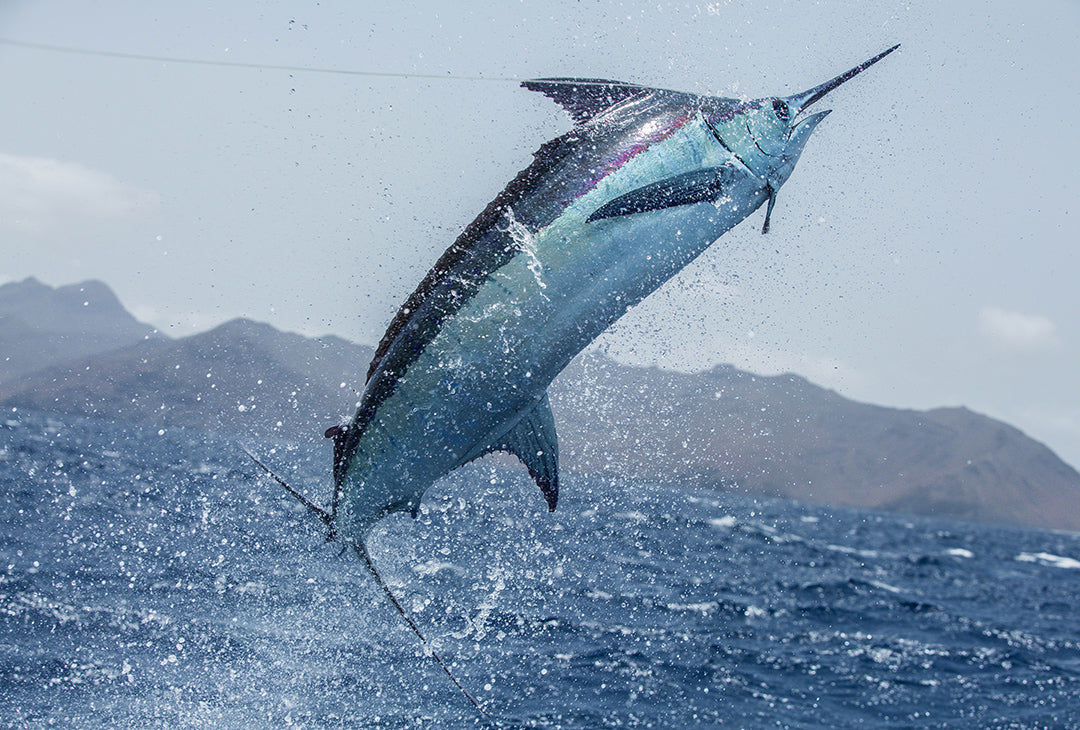 Best gear to fish Blue Marlin (Atlantic), (Makaira Nigricans)