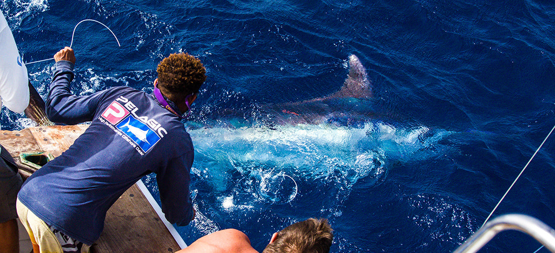 Blue Marlin-Tag and Release-Pelagic Gear