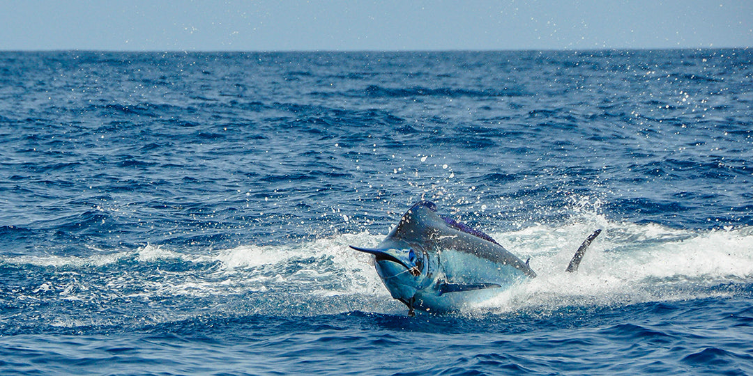 Blue Marlin Jump-Pelagic