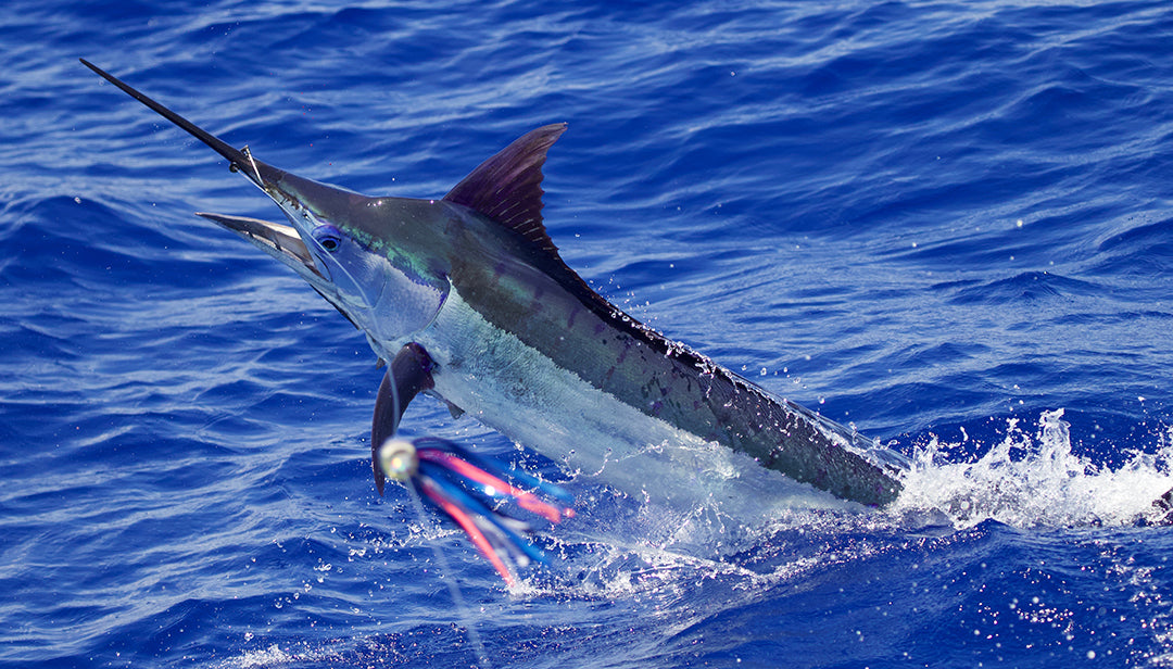 Blue Marlin-Kona Hawaii-Kevin Hibbard