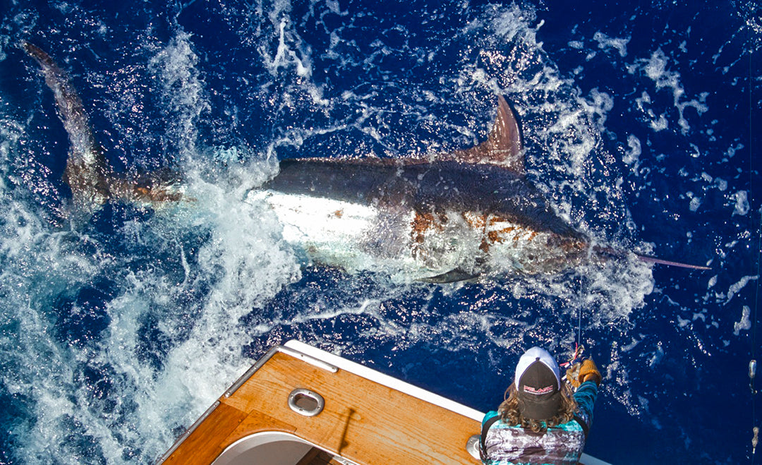 Blue Marlin-Wiring-Kevin Hibbard-Kona Hawaii-Pelagic