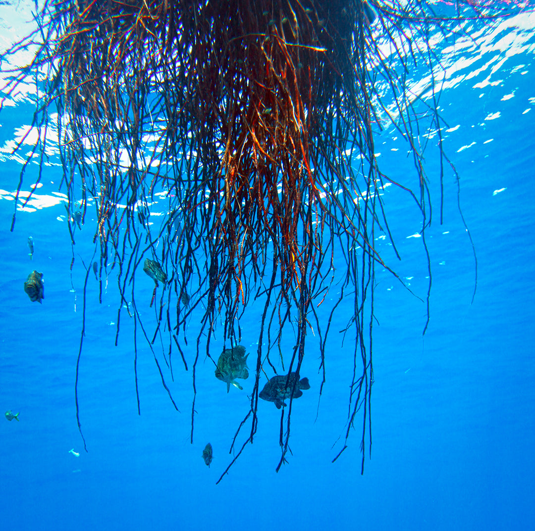 Flotsam Underwater Ecosystem_Mahi Mahi