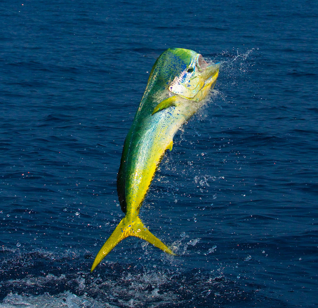 Jumping Mahi Mahi_Pelagic