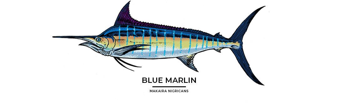 Blue Marlin_Makaira Nigricans