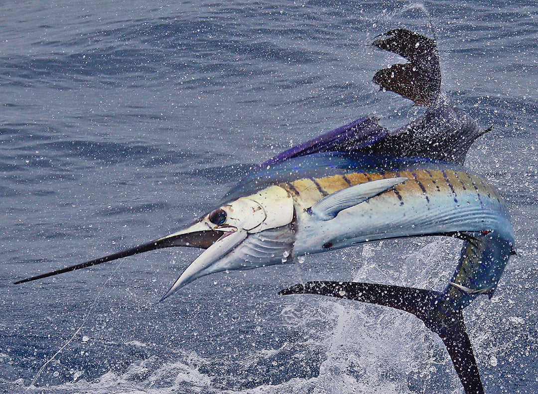 Pacific Sailfish_Pelagic Rockstar Offshore Tournament_Costa Rica