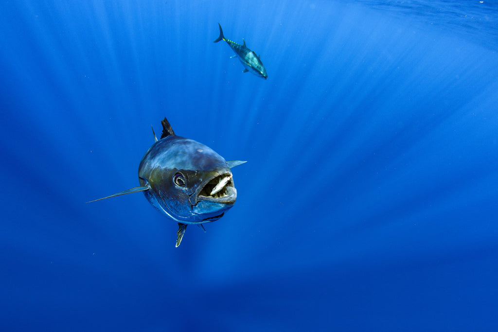 Scott's Species – yellowfin tuna, a wonderful prized pelagic