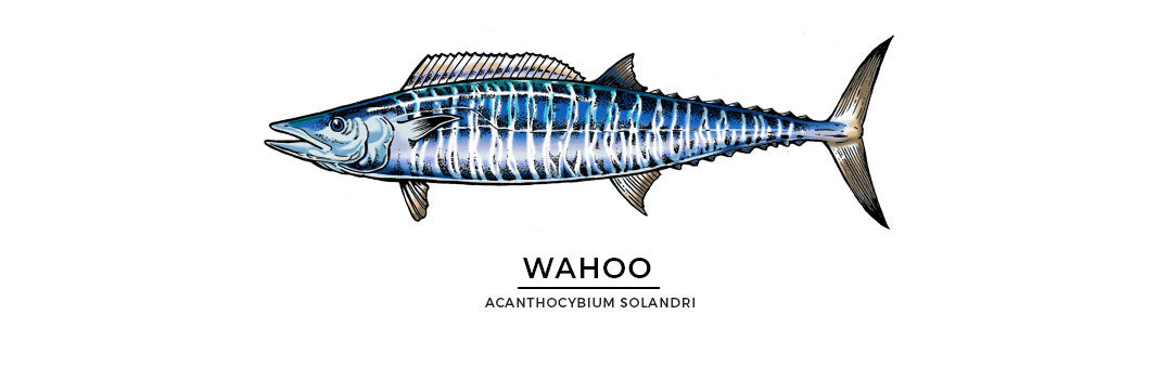 Wahoo Ono_Pelagic