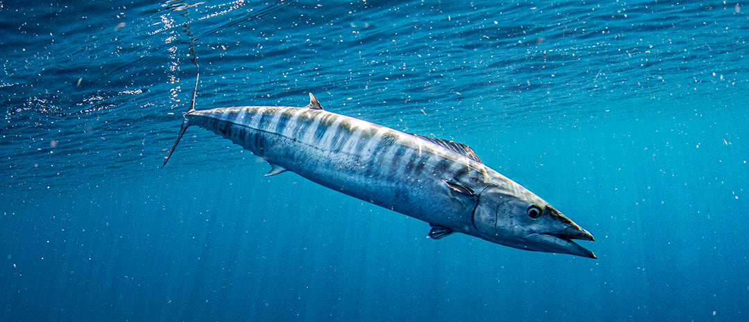 Fun Wahoo Facts! - Blue Reef Adventures