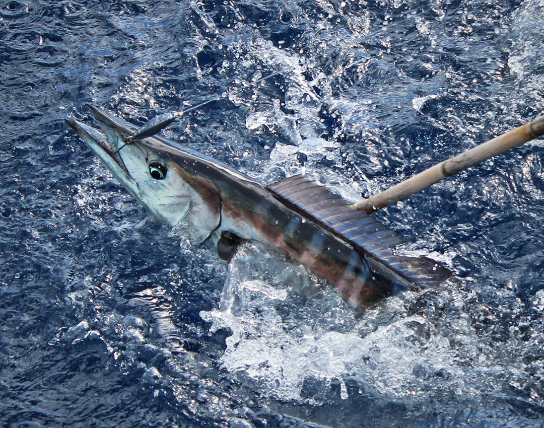 Wahoo-Gaff-Excel-Pelagic