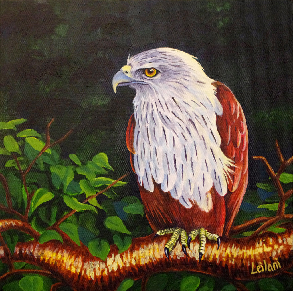 brahminy kite eagle aarakocra