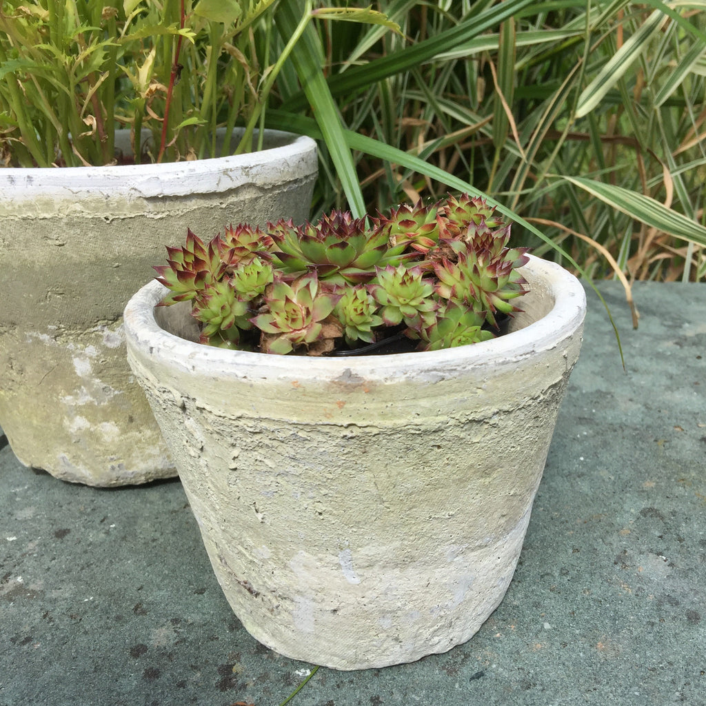 aged-terracotta-cactus-pot-various-sizes