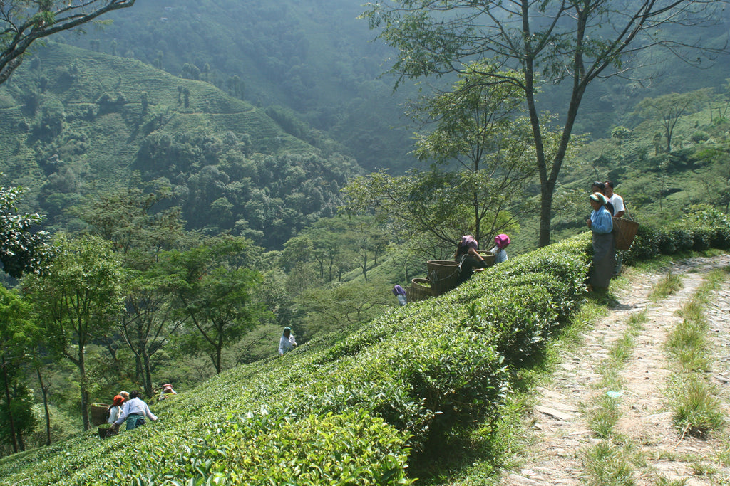 Risheehat Tea Estate Darjeeling