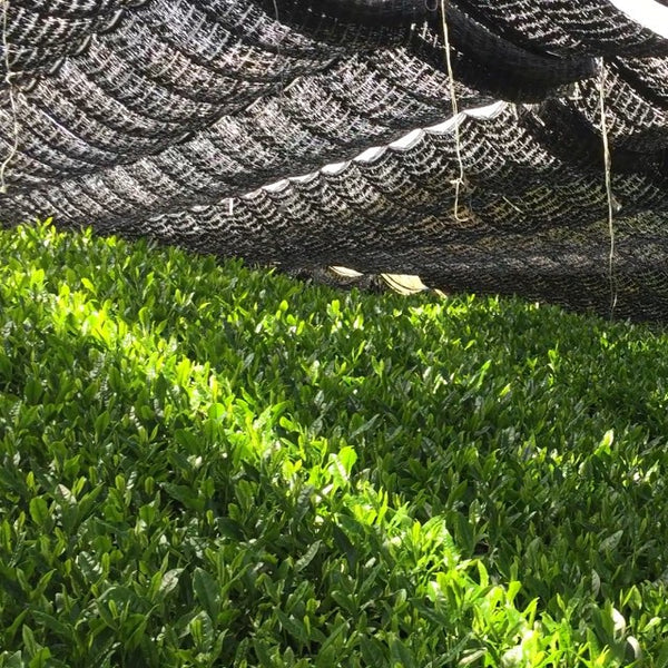 Tea growing in shade under a canopy.