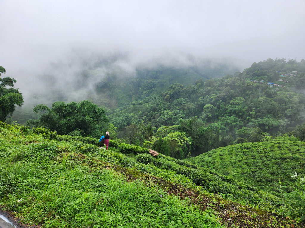 ic: Okayti tea estate during monsoons.