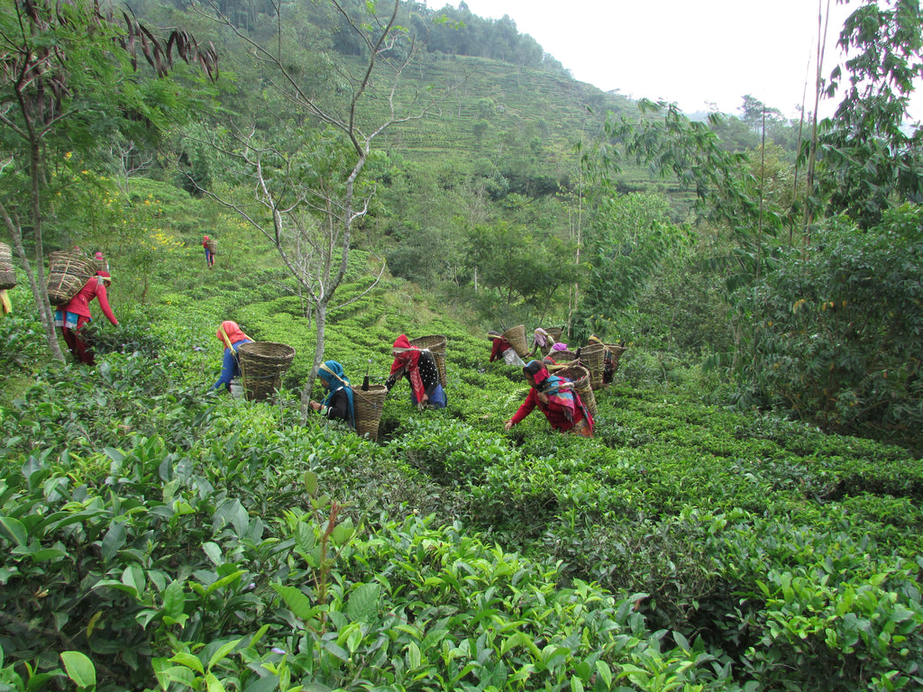 Plucking at Jun Chiyabari Tea Garden, Nepal.