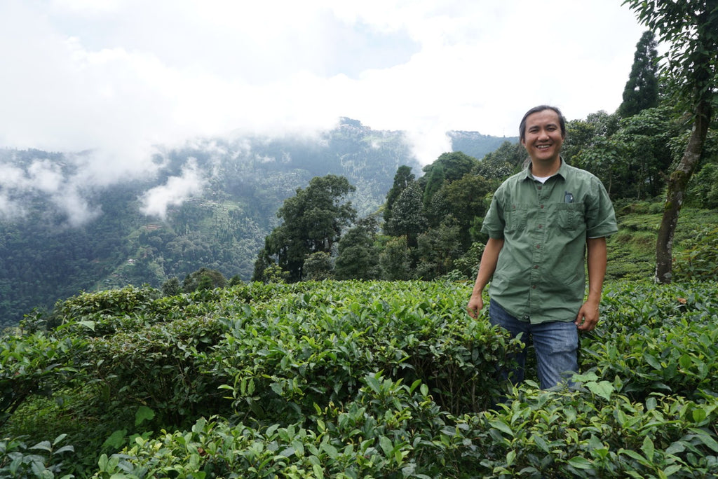 Darjeeling tea garden, Summer 2019