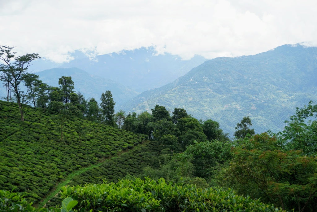 Puttabong Tea Estate