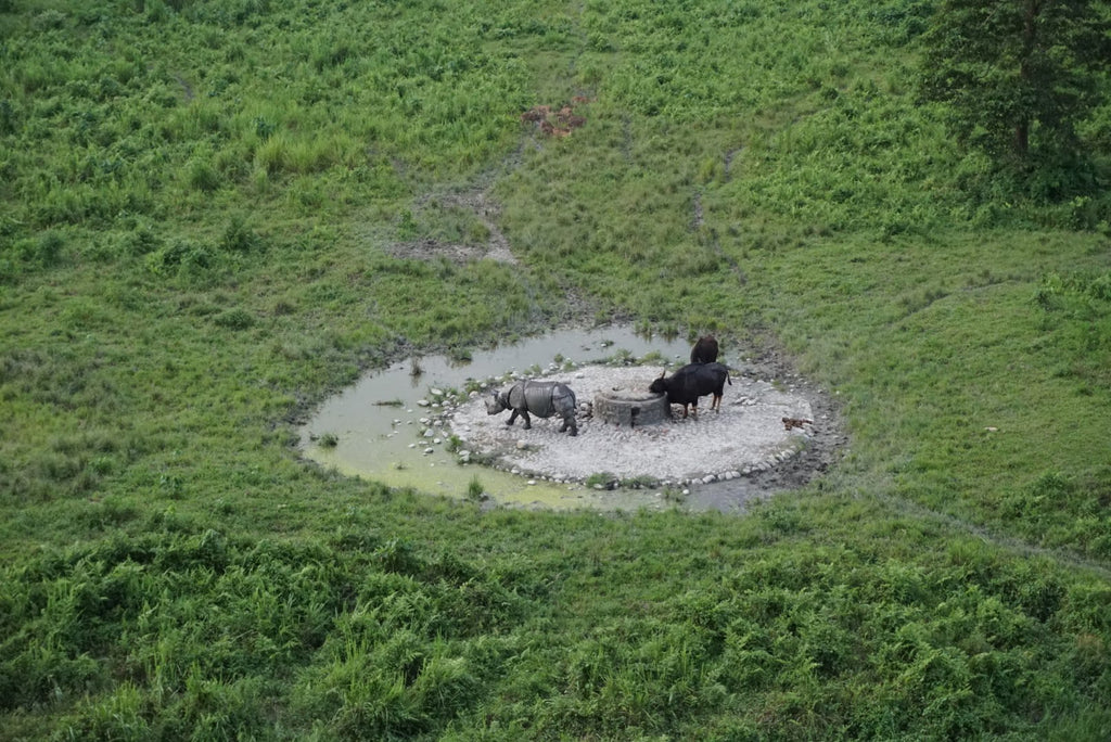 Rhino at Gorumara Forest Sanctuary 