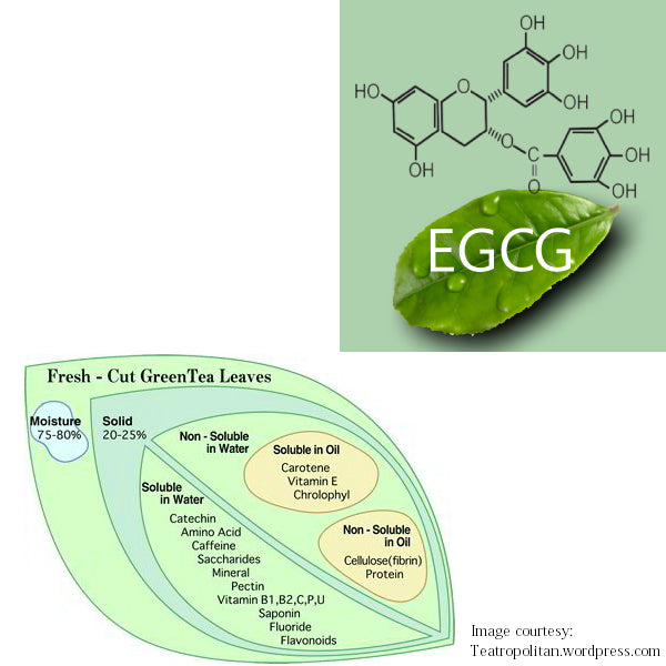 EGCG-3 is the "celebrity" catechin in green tea.  