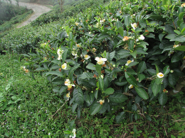 A tea bush in bloom during autumn in Darjeeling. 