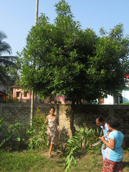 Photo of bay leaf tree