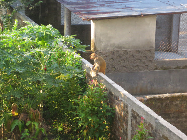 Photo of monkey in Sukna