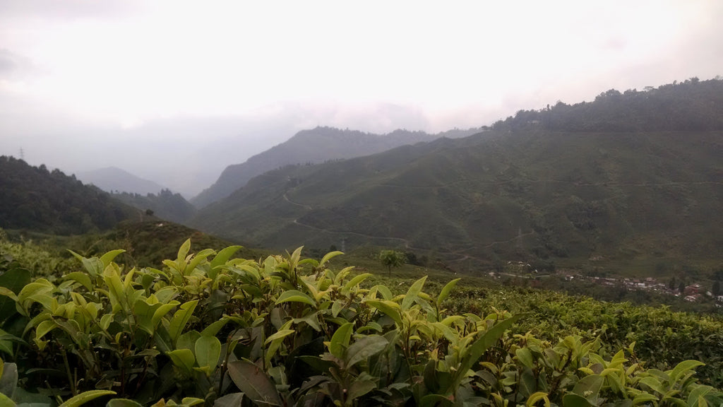 Margaret's Hope Darjeeling