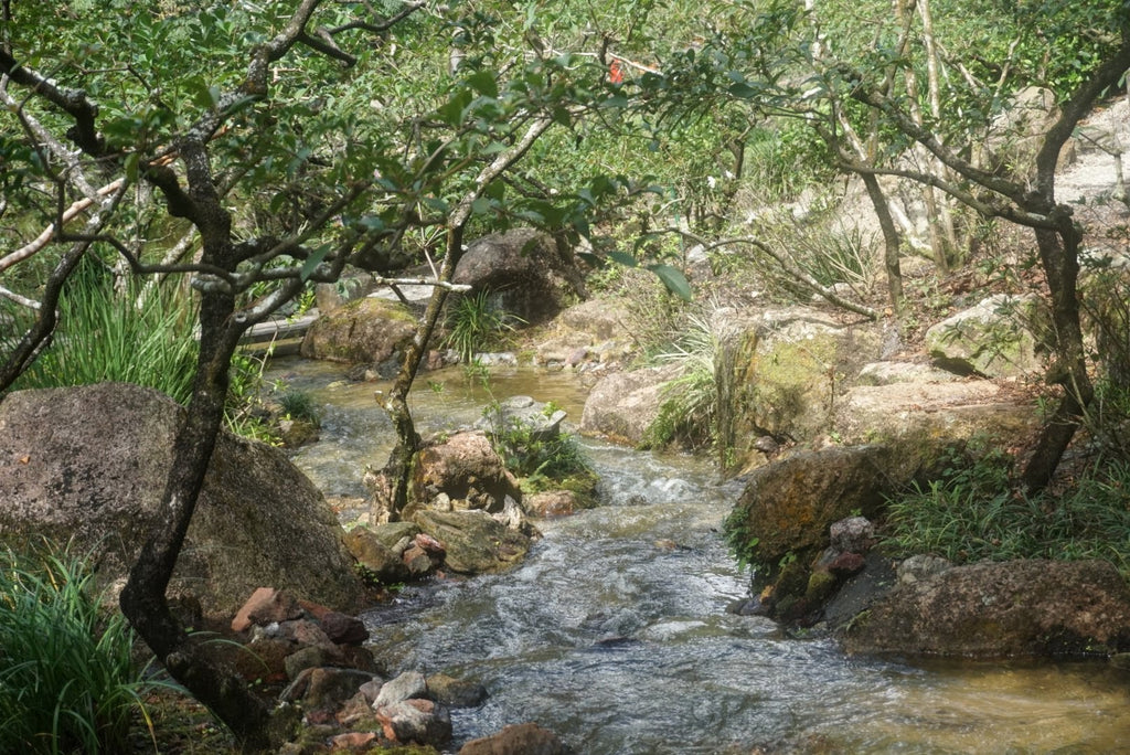 Modern Romantic Garden, Roji-en: Garden of Drops of Dew