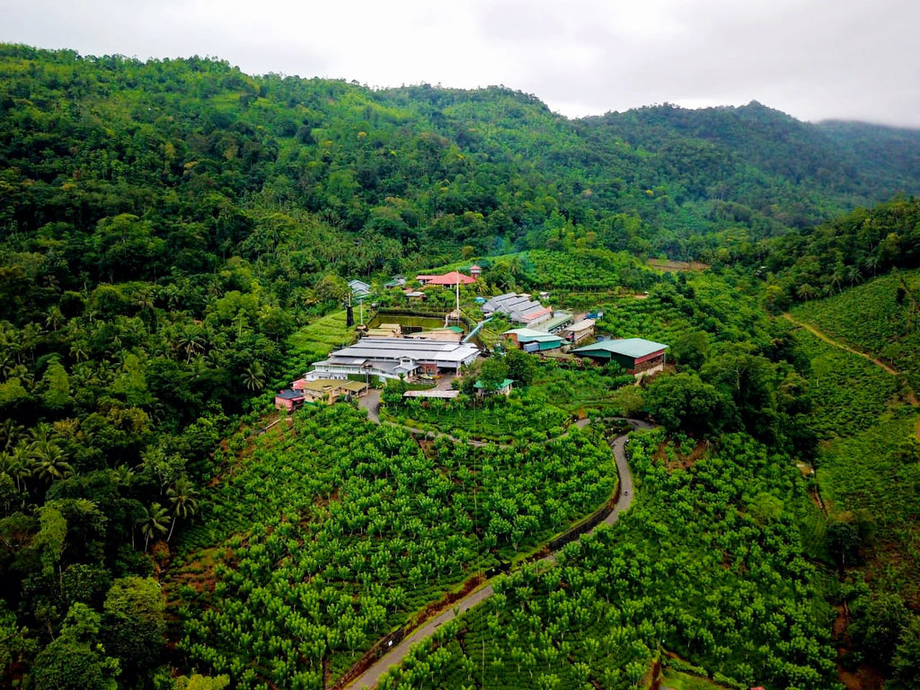 New Vithanakande Tea Estate, Sri Lanka 