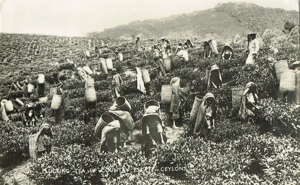 ic: Archival picture of tea being plucked in "up country" tea estate in Sri Lanka.