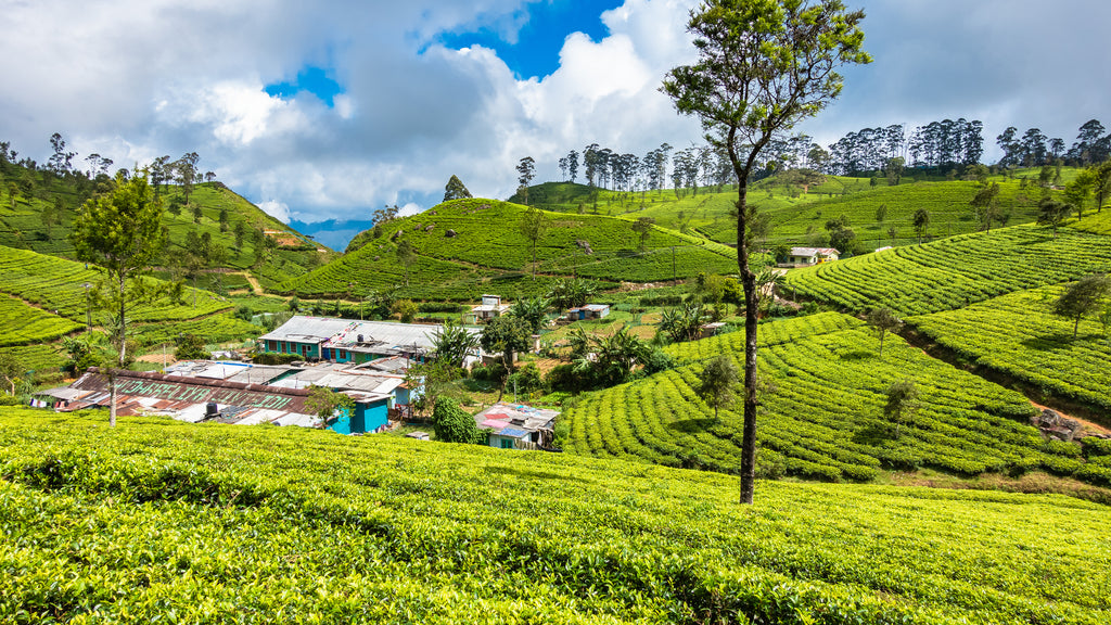 ic: Tea plantation near Haputale, Sri Lanka. This is part of the Uva tea district.