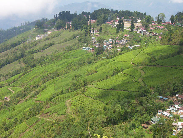 Looking out over the Lebong spur with Phoobsering Tea Estate in the foreground..