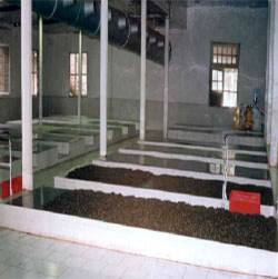 Photo of tea oxidation/fermentation process 