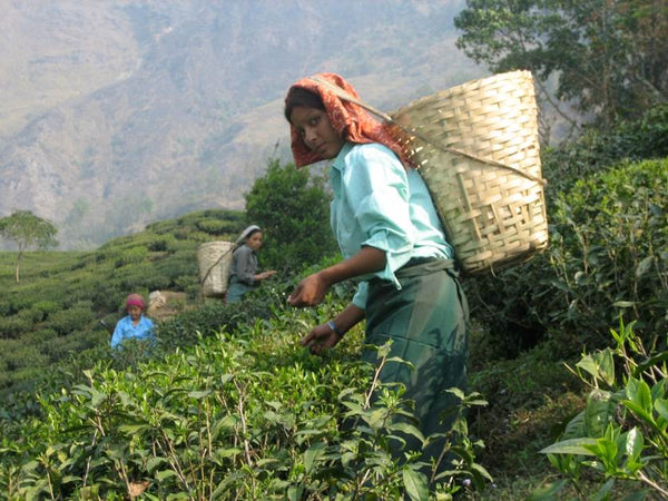 Photo of woman plucking tea leaves 