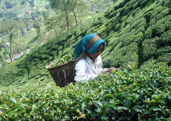 Photo of woman in Darjeeling 