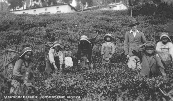 This picture taken at Stienthal tea estate in the 1930s likely includes besides the workers, Stanley Sinclair the last of the Stoelke's in Darjeeling. Hopefully we can get a confirmation from the descendants. 