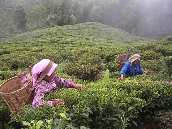 Photo of women in a tea garden