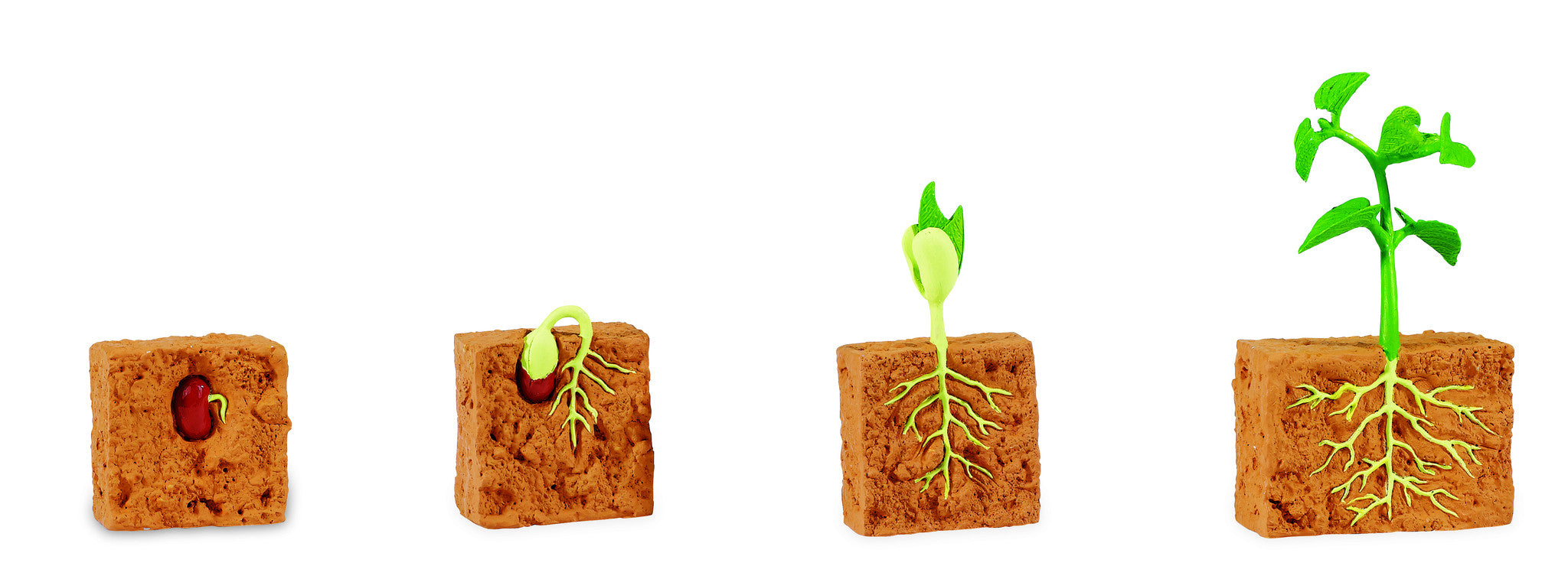 bean-plant-life-cycle-models-3-part-cards-montessori-child
