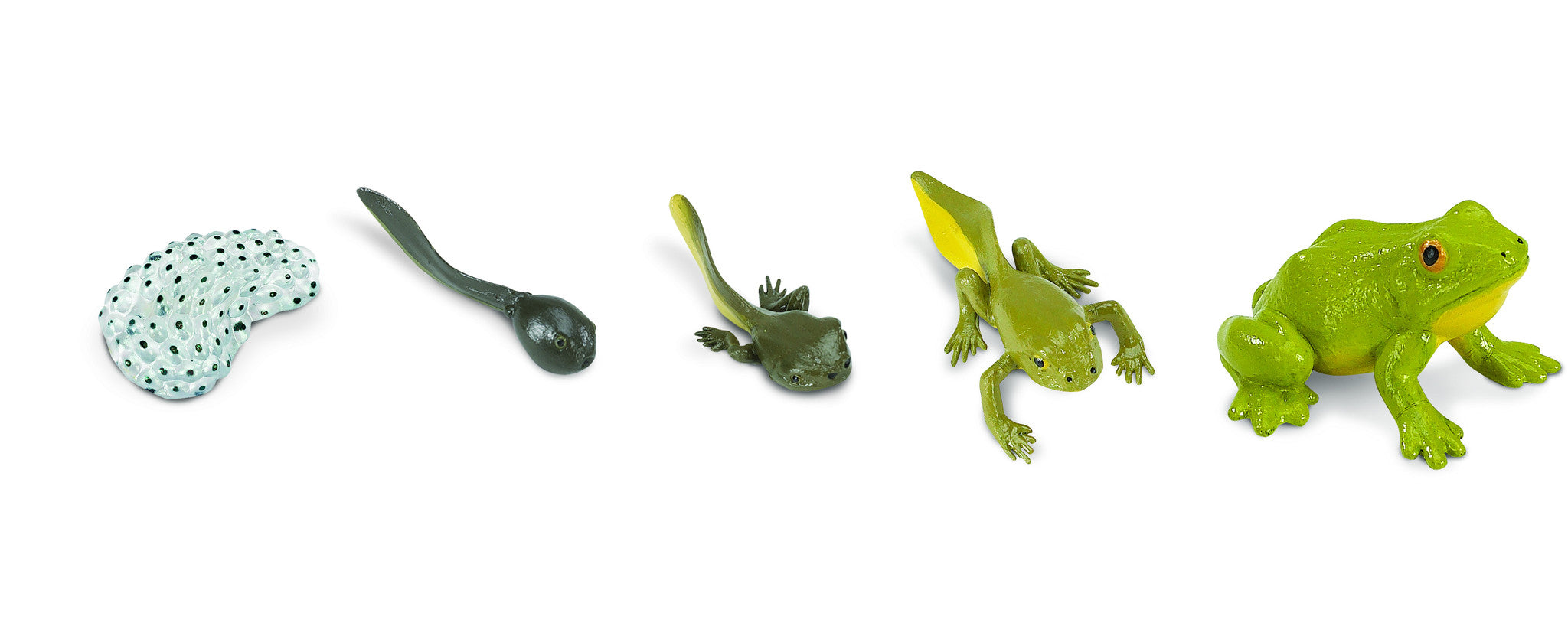 frog cycle model