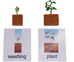 Bean Plant Life Cycle Models & 3 Part Cards | Montessori Child