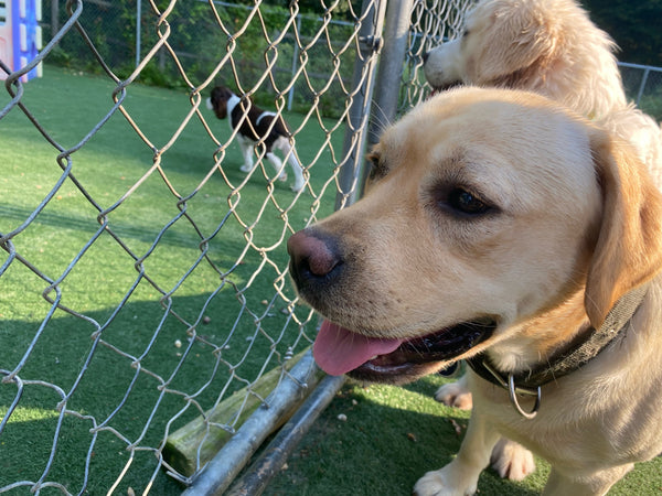 Dog Park Style Doggy Daycare