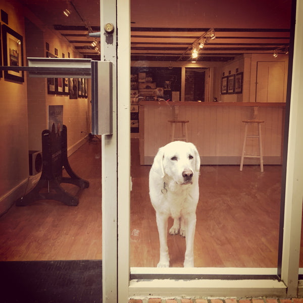 Dog on shop window
