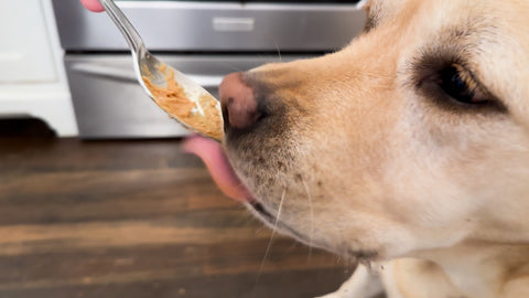 Dog licking peanut butter off spoon