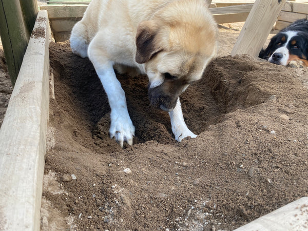 Moses, Anatolian Shepherd, Digging in Sand