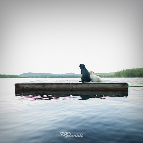 Yellow Labrador Retriever and Black Labrador Retriever on wooden dock in lake. Art print for Dog  lovers by dog photographer Ron Schmidt