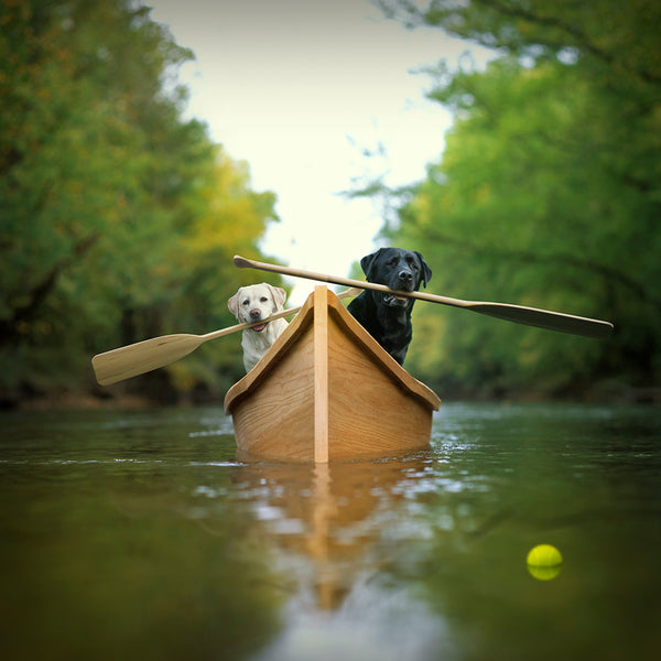 Labrador Retrievers in Canoe Boat by Ron Schmidt Looseleashes.co.