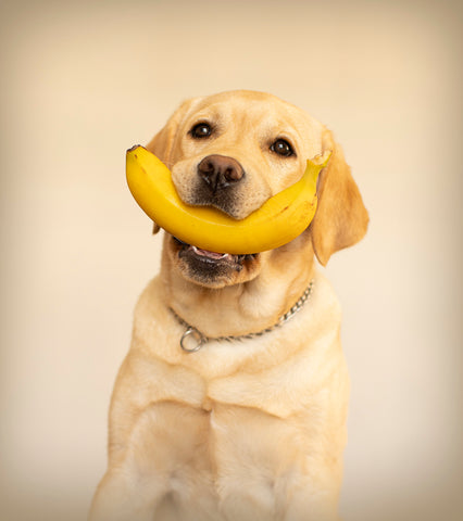 Dog and Banana Safe fruit to eat for dog blog - photo by dog photographer ROn Schmidt