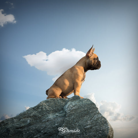 French Bulldog with Clouds Super Hero Dog Art Print for Dog Lover, Kid's Room, Frenchie gift for mom or dad
