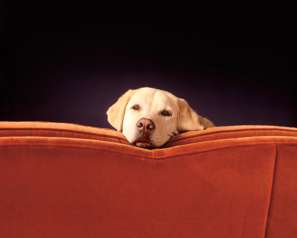 Yellow lab on Red Couch