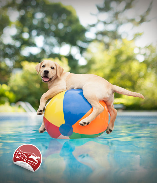 Yellow Lab Puppy Photo, Dog Photographer, Dog Photography, yellow lab art